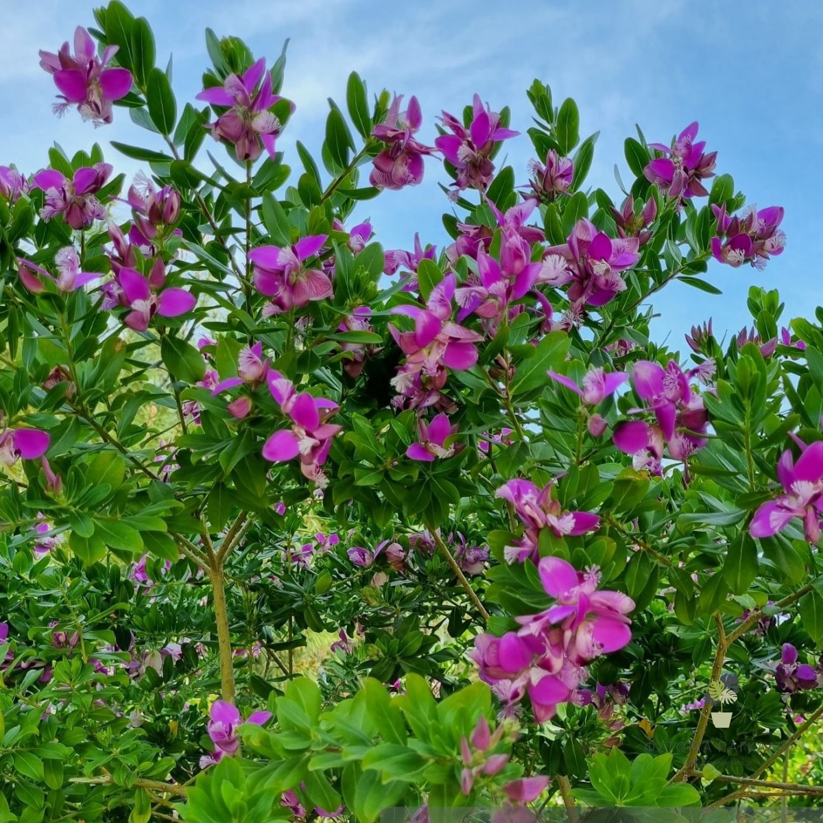 ΠΟΛΥΓΑΛΑ – Polygala myrtifolia - 2